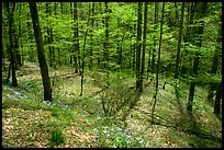 Sunny forest with blue flowers on floor, Big Cove, North Carolina. Great Smoky Mountains National Park, USA.