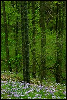 Forest with undergrowth of blue flowers, North Carolina. Great Smoky Mountains National Park ( color)