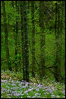 Forest with undergrowth of blue flowers, North Carolina. Great Smoky Mountains National Park, USA. (color)