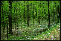 Forest in spring with wildflowers, North Carolina. Great Smoky Mountains National Park, USA.