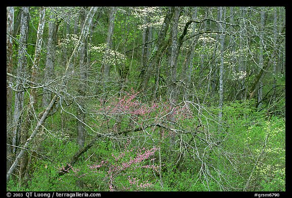 Bare trees, redbuds, and dogwoods in bloom, North Carolina. Great Smoky Mountains National Park (color)