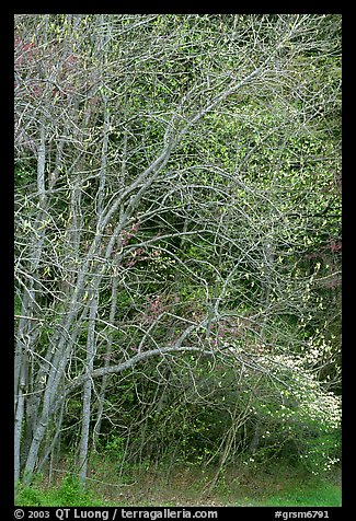 Trees begining to leaf out in spring, North Carolina. Great Smoky Mountains National Park, USA.