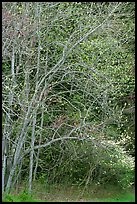 Trees begining to leaf out in spring, North Carolina. Great Smoky Mountains National Park ( color)