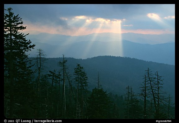 Silhouetted trees and God's rays from Clingmans Dome, early morning, North Carolina. Great Smoky Mountains National Park, USA.