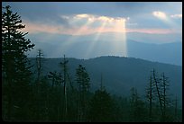 Silhouetted trees and God's rays from Clingmans Dome, early morning, North Carolina. Great Smoky Mountains National Park, USA.