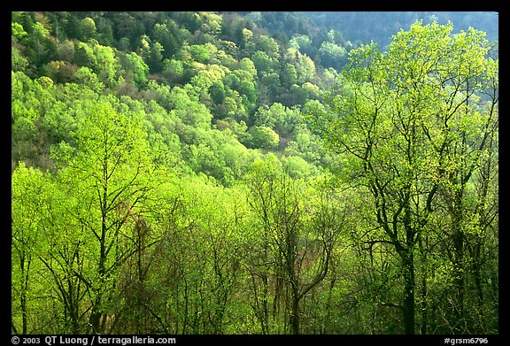 Trees and hillside with light green color of spring, late afternoon, Tennessee. Great Smoky Mountains National Park, USA.