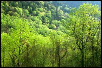 Trees and hillside with light green color of spring, late afternoon, Tennessee. Great Smoky Mountains National Park, USA.