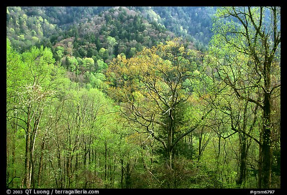 Tender green trees and hillside in spring, late afternoon, Tennessee. Great Smoky Mountains National Park (color)