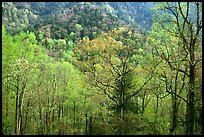 Tender green trees and hillside in spring, late afternoon, Tennessee. Great Smoky Mountains National Park, USA.