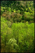 Verdant trees and hillside in spring, late afternoon, Tennessee. Great Smoky Mountains National Park, USA.