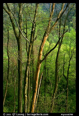 Spring hillside seen through tree trunks, late afternoon, Tennessee. Great Smoky Mountains National Park (color)