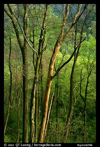 Spring hillside seen through tree trunks, late afternoon, Tennessee. Great Smoky Mountains National Park, USA.