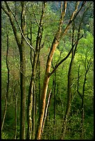 Spring hillside seen through tree trunks, late afternoon, Tennessee. Great Smoky Mountains National Park ( color)