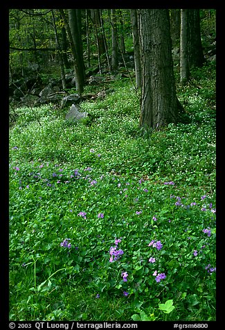 Blue flowers in forest, Chimney area, Tennessee. Great Smoky Mountains National Park (color)