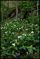 Multicolored Trillium in spring forest, Chimney area, Tennessee. Great Smoky Mountains National Park, USA.