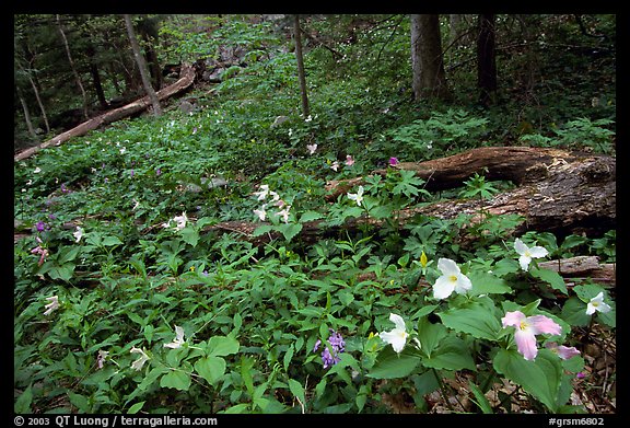 Forest undergrowth with multicolored Trillium, Chimney area, Tennessee. Great Smoky Mountains National Park, USA.