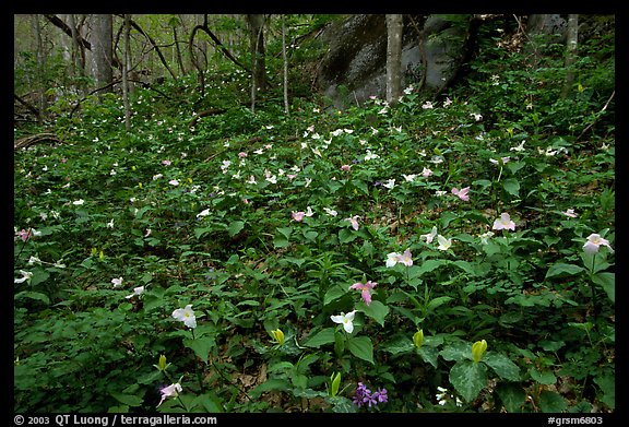 Carpet of multicolored Trilium in forest, Chimney area, Tennessee. Great Smoky Mountains National Park (color)