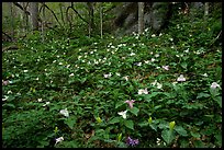 Carpet of multicolored Trilium in forest, Chimney area, Tennessee. Great Smoky Mountains National Park, USA. (color)