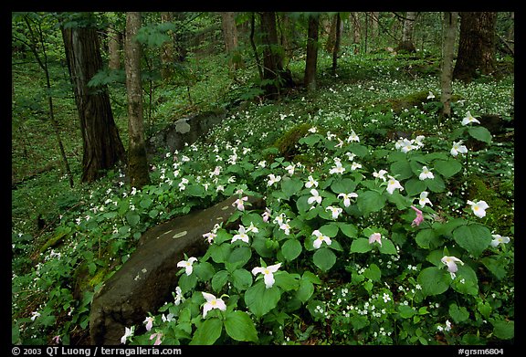 Carpet of White Trilium, Chimney Rock area, Tennessee. Great Smoky Mountains National Park, USA.