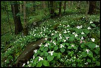 Carpet of White Trilium, Chimney Rock area, Tennessee. Great Smoky Mountains National Park, USA.