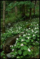 Carpet of White Trilium in verdant forest, Chimney area, Tennessee. Great Smoky Mountains National Park, USA.