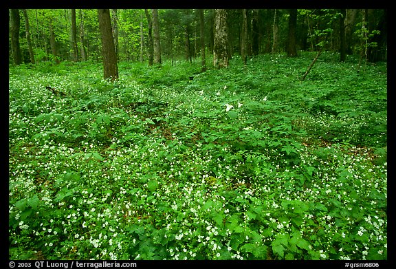 Forest floor covered with Fringed Phacelia (Phacelia fimbriata), Chimney area, Tennessee. Great Smoky Mountains National Park, USA.