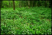 Forest floor covered with Fringed Phacelia (Phacelia fimbriata), Chimney area, Tennessee. Great Smoky Mountains National Park ( color)