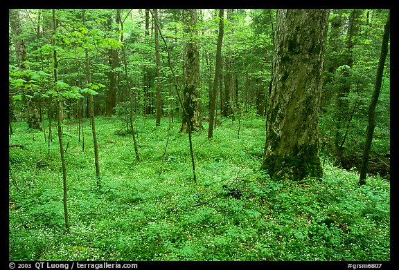 Forest floor covered with small white Fringed Phacelia flowers, Chimney area, Tennessee. Great Smoky Mountains National Park, USA.