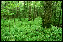 Forest floor covered with small white Fringed Phacelia flowers, Chimney area, Tennessee. Great Smoky Mountains National Park ( color)