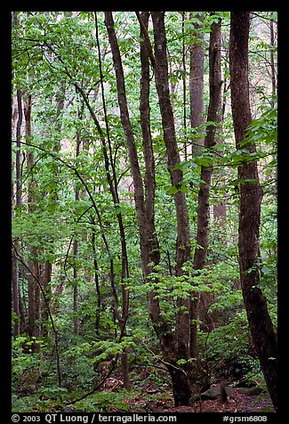 Spring Forest in rain, Chimney area, Tennessee. Great Smoky Mountains National Park, USA.