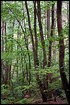 Spring Forest in rain, Chimney area, Tennessee. Great Smoky Mountains National Park, USA. (color)