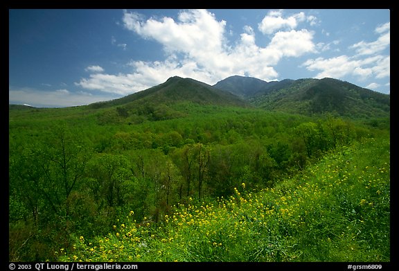 Hillsides covered with trees below Mount Le Conte in the spring, Tennessee. Great Smoky Mountains National Park, USA.