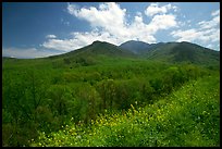 Hillsides covered with trees below Mount Le Conte in the spring, Tennessee. Great Smoky Mountains National Park, USA.