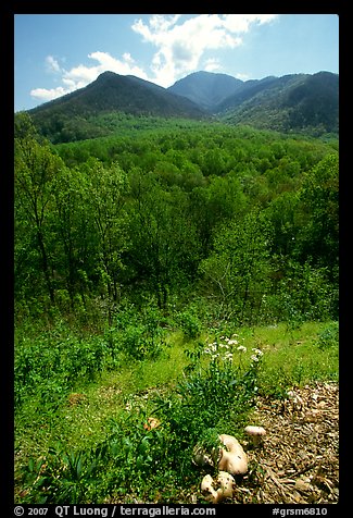 Mushroom, Hillside, and Mount Le Conte, Tennessee. Great Smoky Mountains National Park (color)