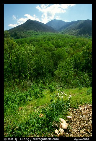 Mushroom, Hillside, and Mount Le Conte, Tennessee. Great Smoky Mountains National Park, USA.