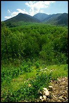 Mushroom, Hillside, and Mount Le Conte, Tennessee. Great Smoky Mountains National Park ( color)