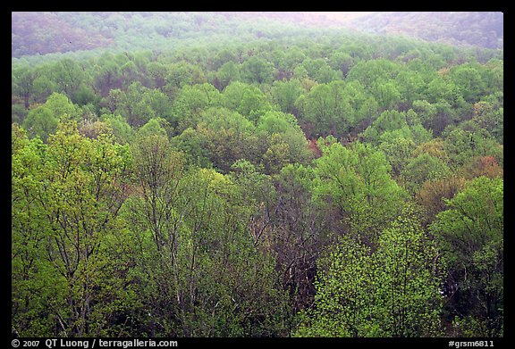 Forest canopy in spring, Tennessee. Great Smoky Mountains National Park, USA.