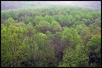 Forest canopy in spring, Tennessee. Great Smoky Mountains National Park, USA.