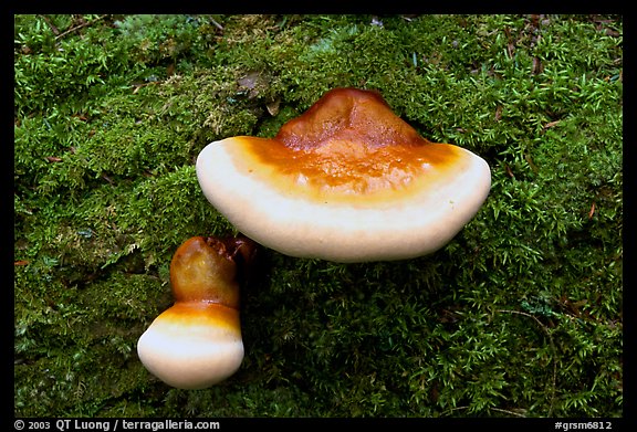 Mushroom close-up, Tennessee. Great Smoky Mountains National Park (color)
