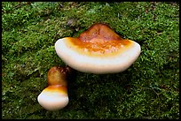 Mushroom close-up, Tennessee. Great Smoky Mountains National Park, USA.