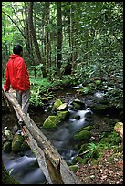 Hiker on tiny footbrige above stream, Tennessee. Great Smoky Mountains National Park, USA.