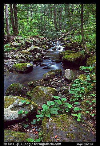 Mossy boulders and Cosby Creek, Tennessee. Great Smoky Mountains National Park (color)
