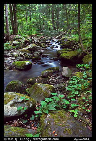 Mossy boulders and Cosby Creek, Tennessee. Great Smoky Mountains National Park, USA.