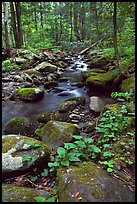 Mossy boulders and Cosby Creek, Tennessee. Great Smoky Mountains National Park ( color)