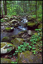 Mossy boulders and Cosby Creek, Tennessee. Great Smoky Mountains National Park ( color)