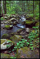 Mossy boulders and Cosby Creek, Tennessee. Great Smoky Mountains National Park, USA. (color)