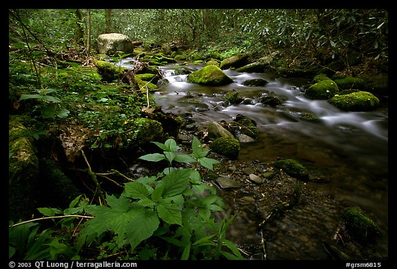 Cosby Creek, Tennessee. Great Smoky Mountains National Park, USA.