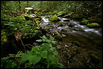 Cosby Creek, Tennessee. Great Smoky Mountains National Park, USA.