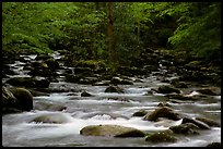 Middle Prong of the Little Pigeon River, Tennessee. Great Smoky Mountains National Park, USA. (color)
