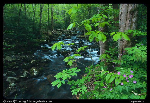 Wildflowers next to the Middle Prong of the Little Pigeon River, Tennessee. Great Smoky Mountains National Park (color)